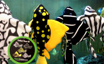 De pleco voor buiten het aquarium