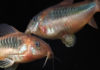Vijf redenen waarom je Corydoras wilt hebben. corydoras-spawning-header