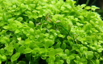 Micranthemum Monte Carlo