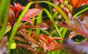 Ludwigia Repens Rubin