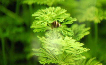 Limnophila Sessiliflora Limnophila Sessiliflora