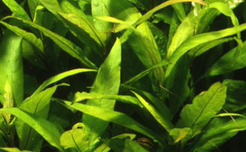 Hygrophila corymbosa ‘Siamensis’ hydrophila-header