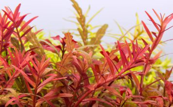 Planten in een voedingsbodem. Moet dat? Rotala