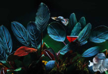 Bucephalandra in je aquarium voor een leuke prijs, het kan! bucephalandra