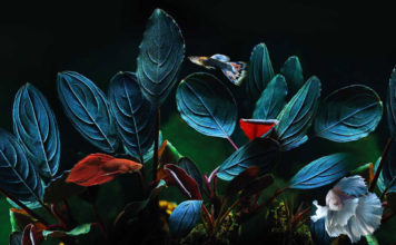 Bucephalandra in je aquarium voor een leuke prijs, het kan! bucephalandra