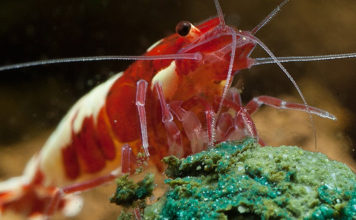 Natureholic, garnalenvoer van Garnelio natureholic