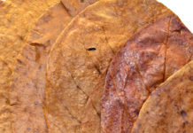 Catappa bladeren – Natuurlijke hulp voor je aquarium catappa