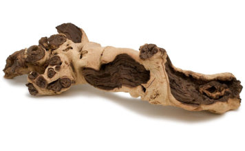 Mopani – Een dubbelzijdig hout soort mopani