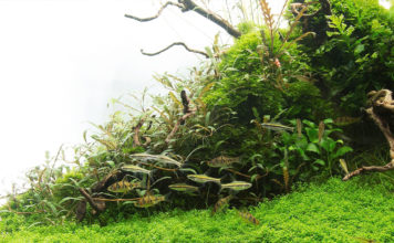 De verschillende Aquascape stijlen stijl header