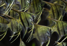 Aquascape dagen bij van Someren Heemskerk aquascape dagen