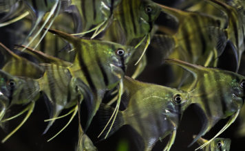 Aquascape dagen bij van Someren Heemskerk aquascape dagen