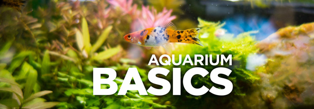 aquarium