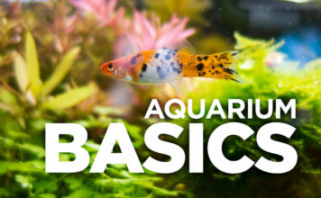Hoe begin ik een aquarium? – De basiskennis aquarium