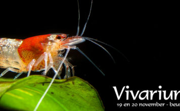 Het Vivarium 2016 – Nog één week wachten!