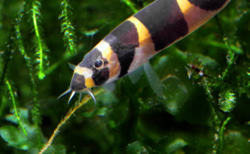 Tijger Kuhli – Pangio Kuhlii kuhli