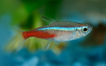 Neon Tetra – Paracheirodon Inessi Neon Tetra