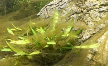 Diatoms – Bruin alg, toch net even anders dan groene alg. diatoms