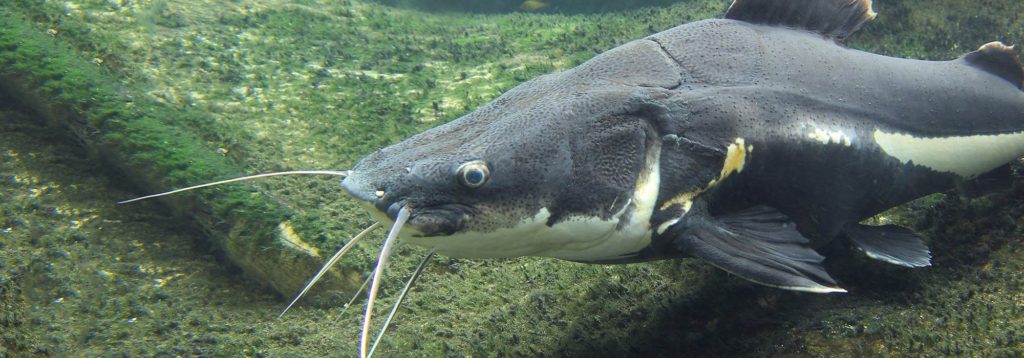 Phractocephalus Hemioliopterus - Roodstaartmeerval