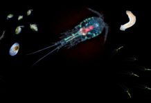 Wat is dit beestje in mijn aquarium? Ongedierte of niet? ongedierte