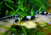Panda Goby – Yaoshania Pachychilus Panda Goby
