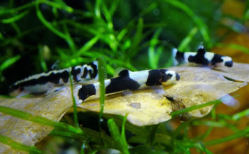 Panda Goby – Yaoshania Pachychilus Panda Goby