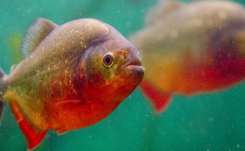 Wat eten vissen? (Carnivoor/Vleeseters) Piranha