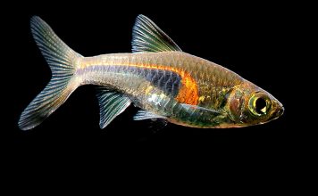 Rasbora Hengeli – Trigonostigma Hengeli Rasbora Hengeli