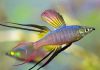 Iriatherina Werneri iriatherina werneri