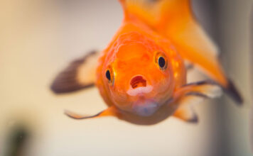 Groeien vissen naar de maat van het aquarium?