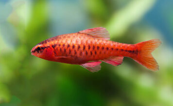 Cherry Barbeel – Barbus Titteya
