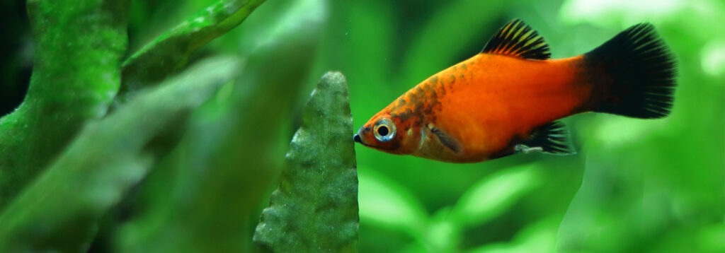 platy